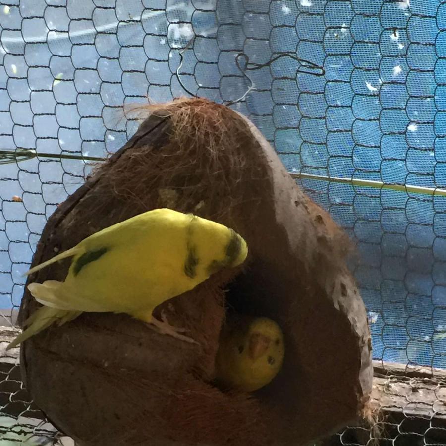 Ella Nature Nest Exteriér fotografie